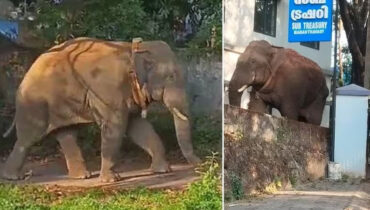 മാനന്തവാടിയില്‍ കാട്ടാന; സ്‌കൂളുകളിലേക്ക് കുട്ടികളെ അയക്കരുതെന്ന് നിര്‍ദേശം