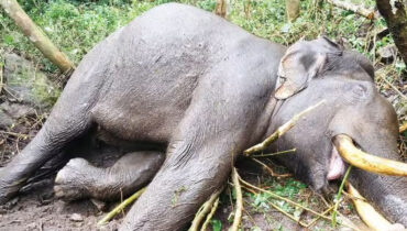 ചക്കക്കൊമ്പനുമായി കൊമ്പുകോര്‍ത്ത് ഗുരുതര പരുക്കേറ്റ മുറിവാലന്‍ കൊമ്പന്‍ ചരിഞ്ഞു