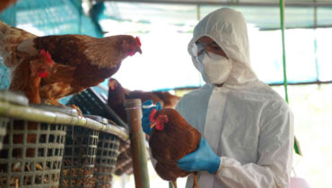 H5N1 പക്ഷിപ്പനി വൈറസ് അമേരിക്കയില്‍ അതിവേഗം പടരുന്നു, ജാഗ്രതയോടെ വിദഗ്ദ്ധര്‍; അടുത്ത പകര്‍ച്ചവ്യാധി ?